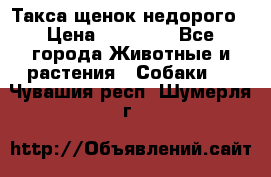 Такса щенок недорого › Цена ­ 15 000 - Все города Животные и растения » Собаки   . Чувашия респ.,Шумерля г.